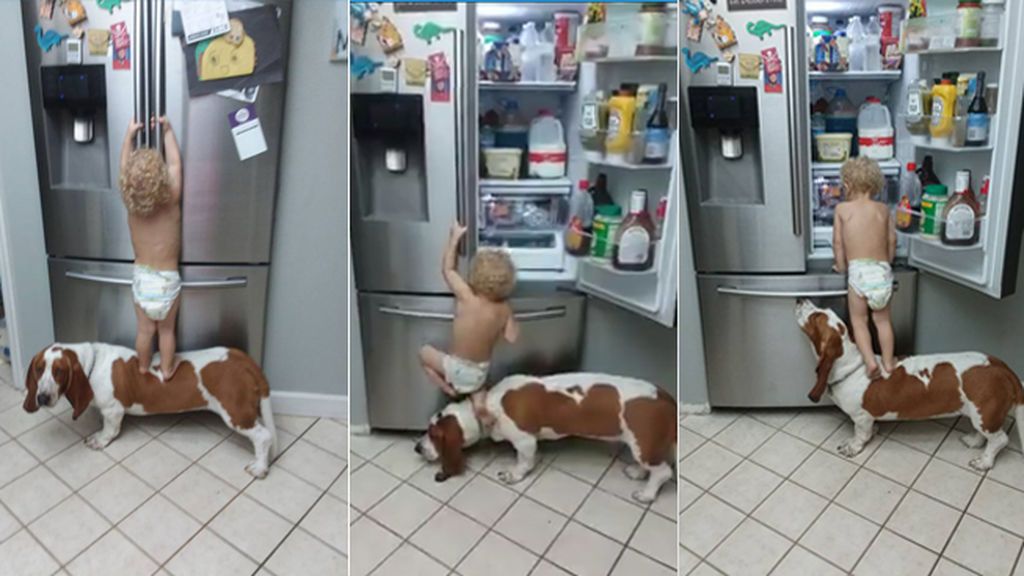 Cuando un travieso bebé usa a su perro a modo de taburete para conseguir comida