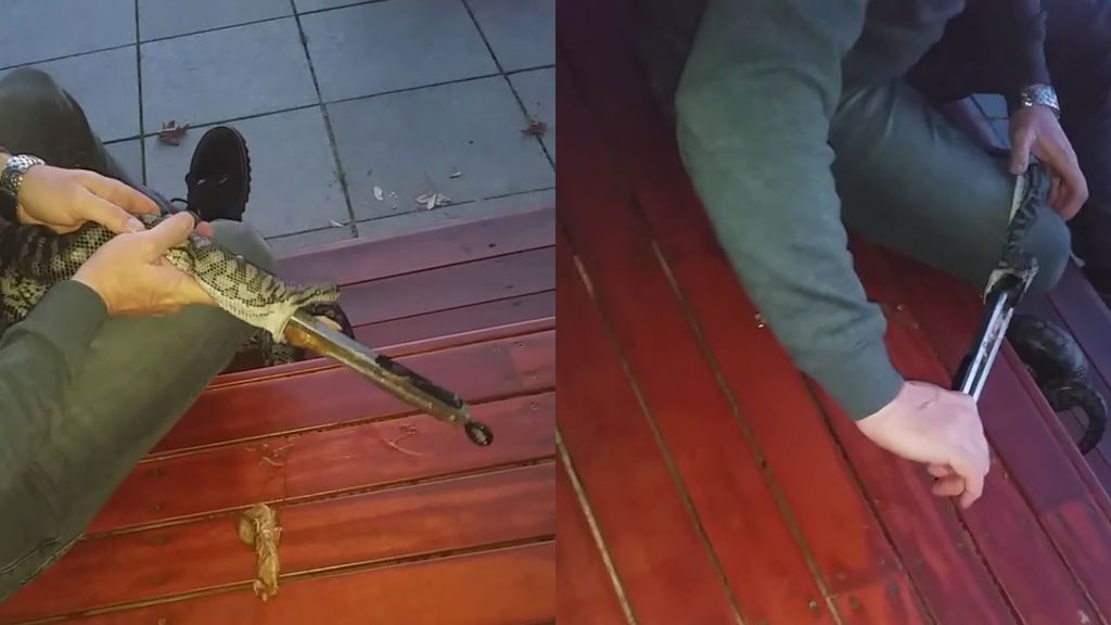 El increíble objeto que un hombre saca del interior de una serpiente viva