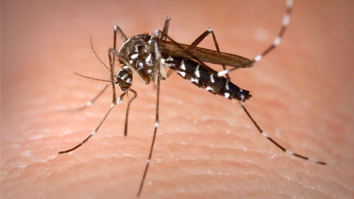 Ocho consejos para evitar las picaduras de mosquitos