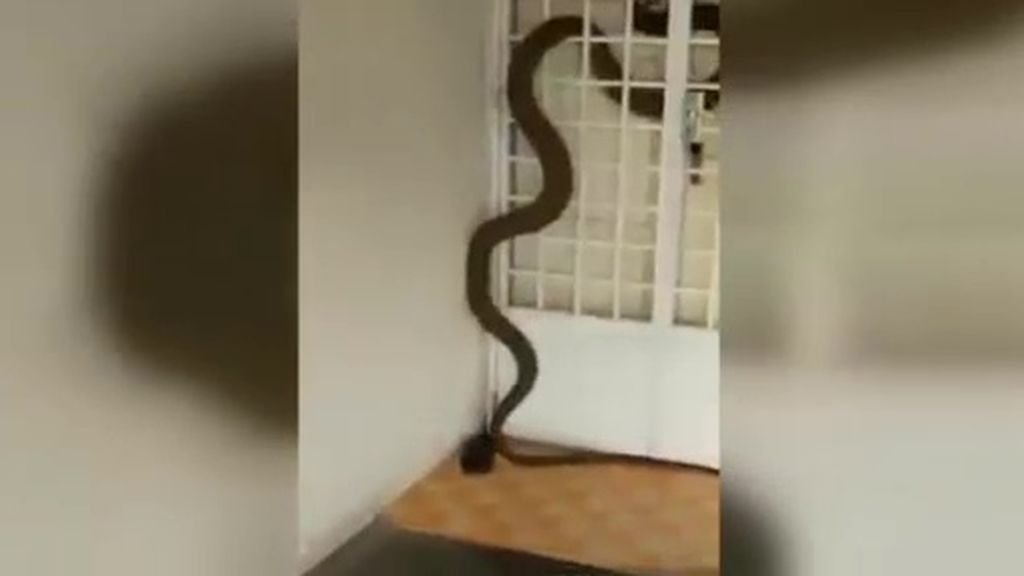 Una gigantesca cobra real se cuela en su casa y sobrevive para contarlo
