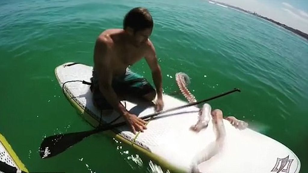 Tremendo susto de un surfista al intentar auxiliar a un calamar gigante