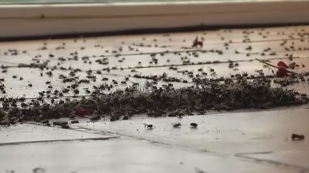 Las moscas invaden un municipio de Girona y la situación se vuelve insostenible
