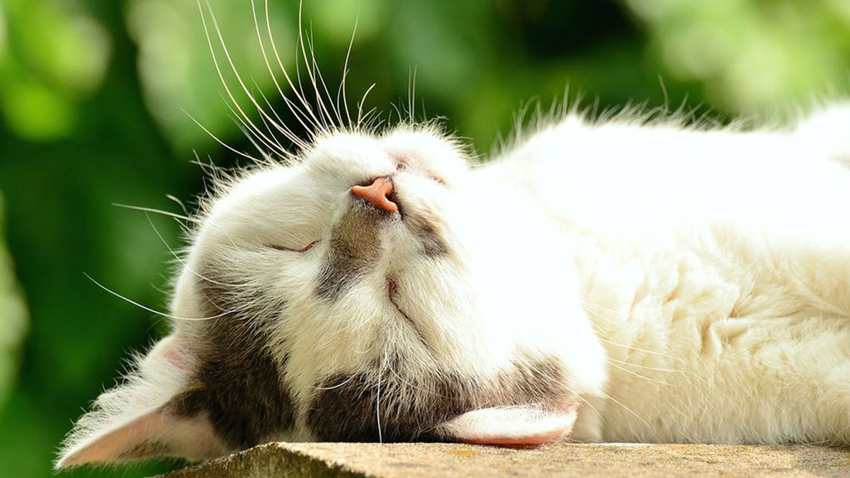 No dejes que tu gato ‘muera’ de calor: cuatro consejos para mantenerlo fresquito