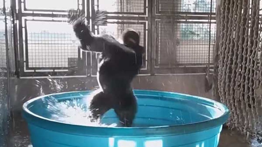 El gorila Zola y su fabuloso 'breakdance' en la piscina del zoo