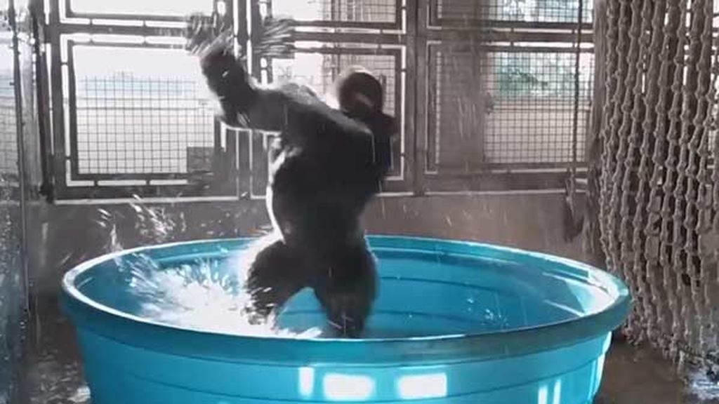 El gorila Zola y su fabuloso 'breakdance' en la piscina del zoo