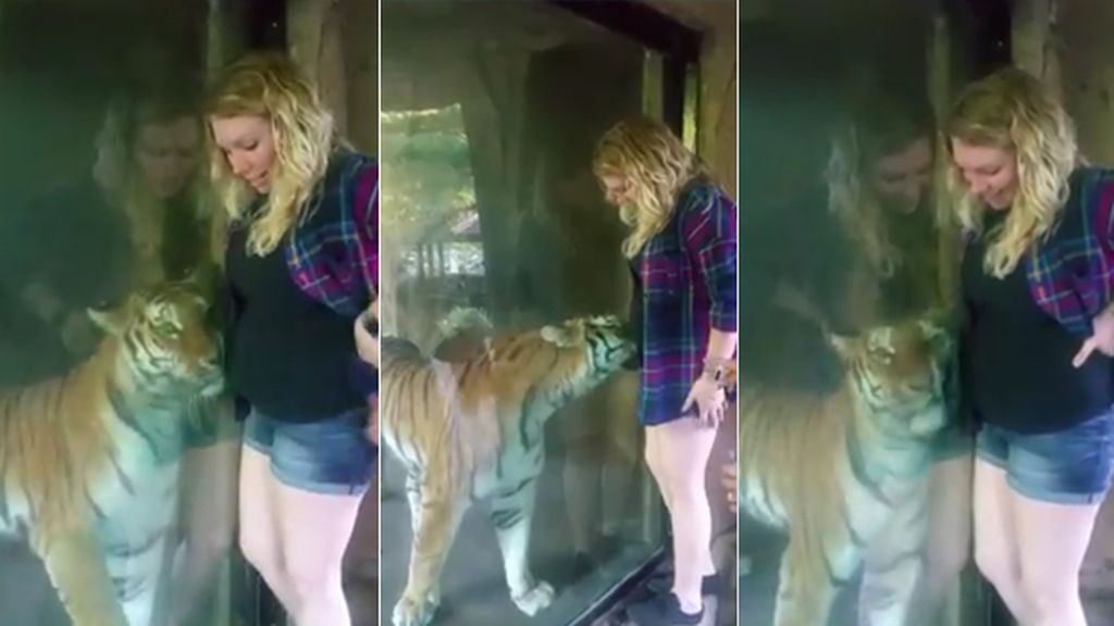 Un tigre parece sentir que una mujer está embarazada e intenta acurrucarse en su tripa