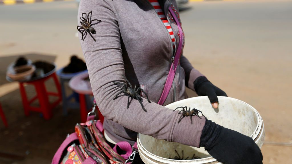 Recolecta de tarántulas, un rico manjar
