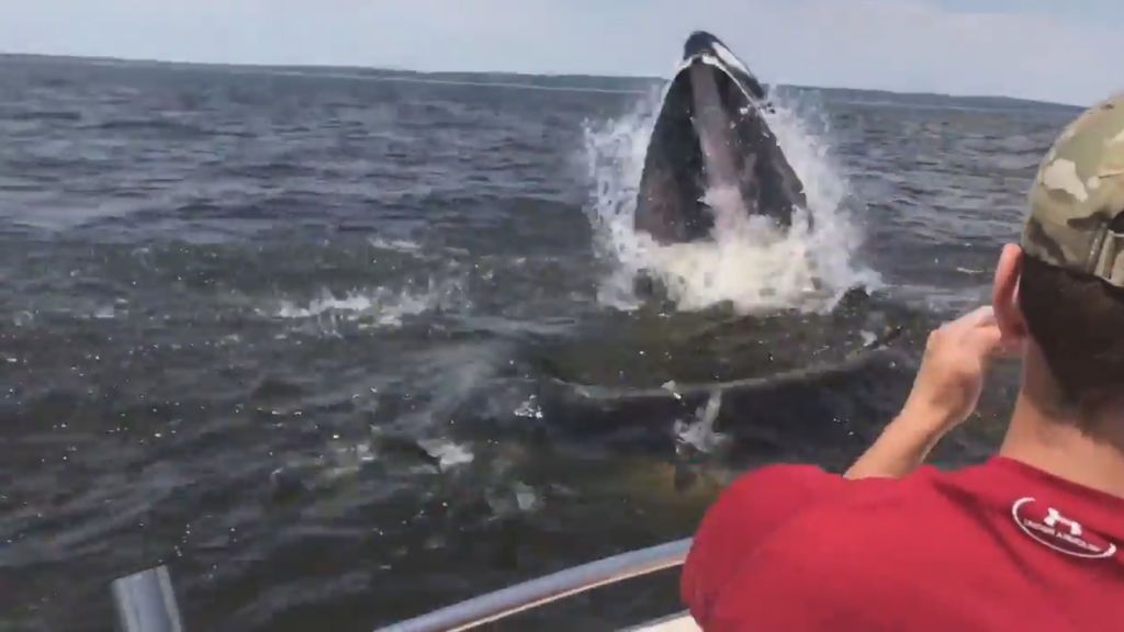 Una ballena jorobada sorprende a un grupo de pescadores