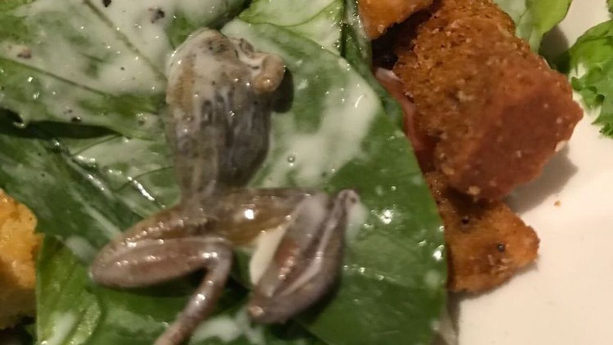 Come en un restaurante y encuentra una rana en su ensalada