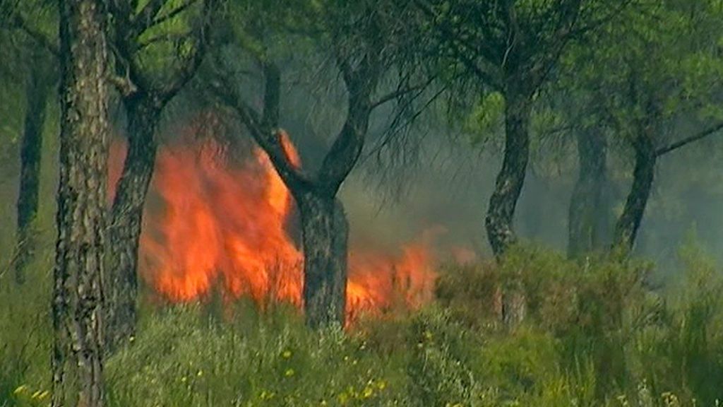 Las imágenes del incendio forestal en Moguer (Huelva)