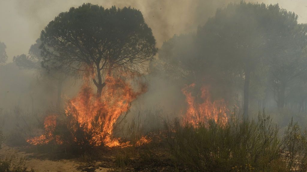 Virulentas llamas arrasan el término municipal de Moguer