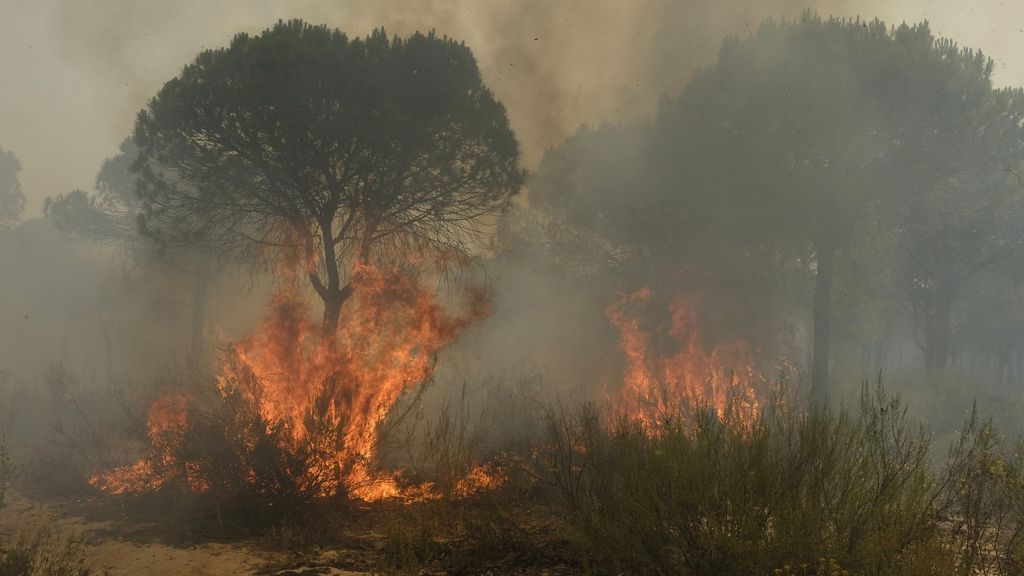 Las imágenes del incendio forestal en Moguer (Huelva)