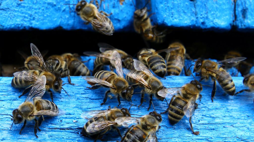 Colmena en Bielorrusia