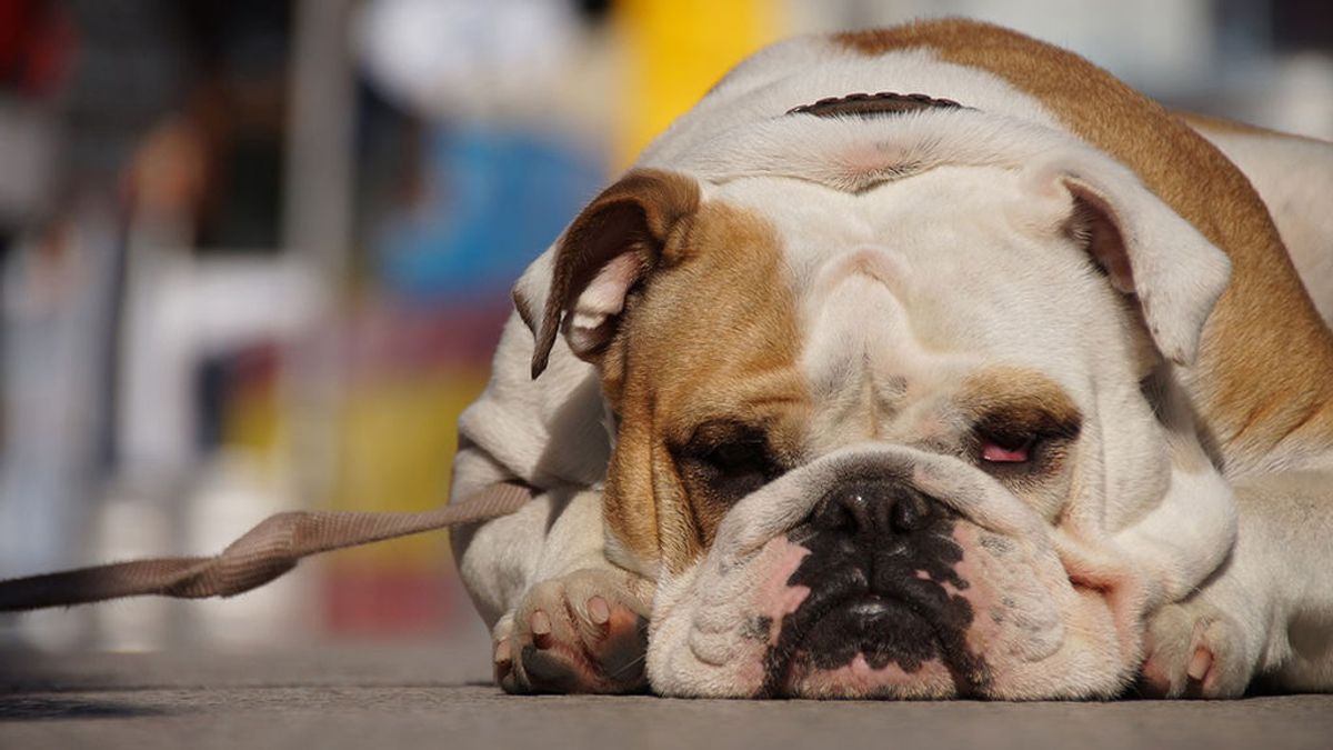 Perros y calor: ¿es verdad la regla de los cinco segundos? Hablamos con un veterinario