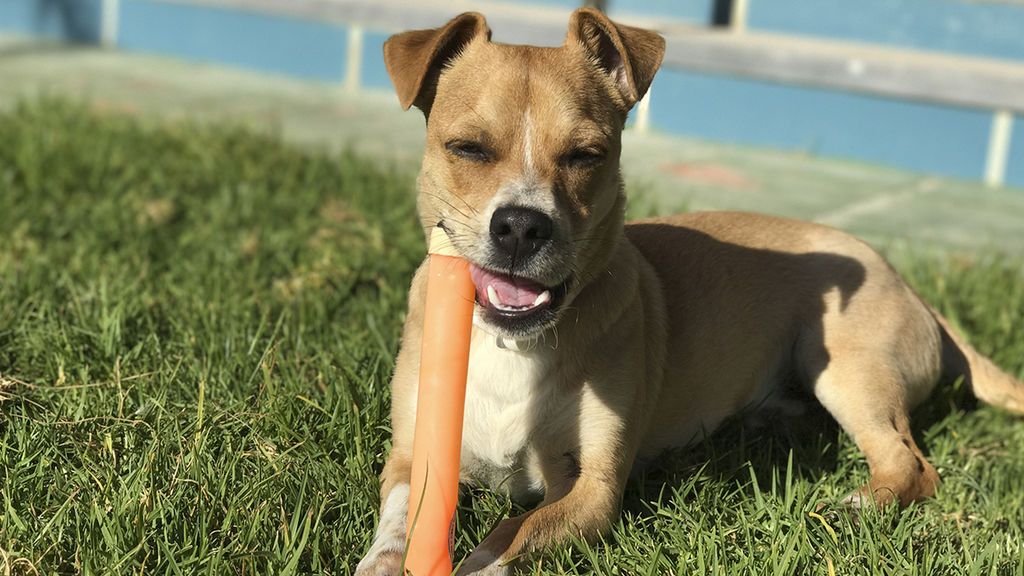 Mandos de la tele, gafas y hasta un diente: el lado ‘destroyer’ de los perros no tiene límite