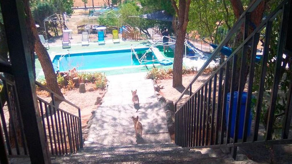 Peludos al agua, el centro de entrenamiento canino de Tres Cantos (Madrid)