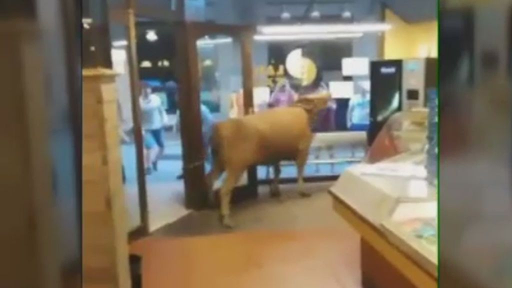 Una vaquilla se cuela en una panadería de Hernani y causa el pánico