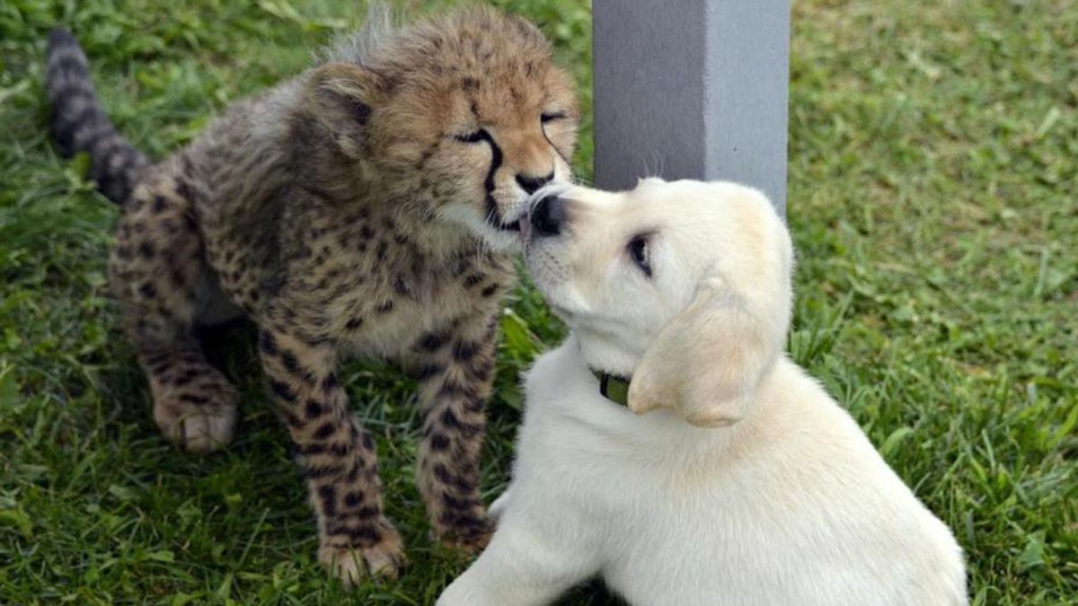Perros y guepardos, una relación que mejora la reproducción esta especie de felinos