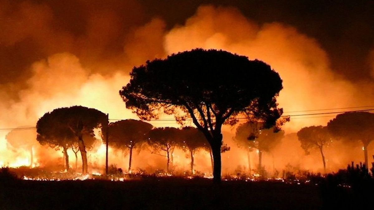 El fuego de Moguer arrasó una superficie de 8.486 hectáreas, el 78 % de la zona afectada