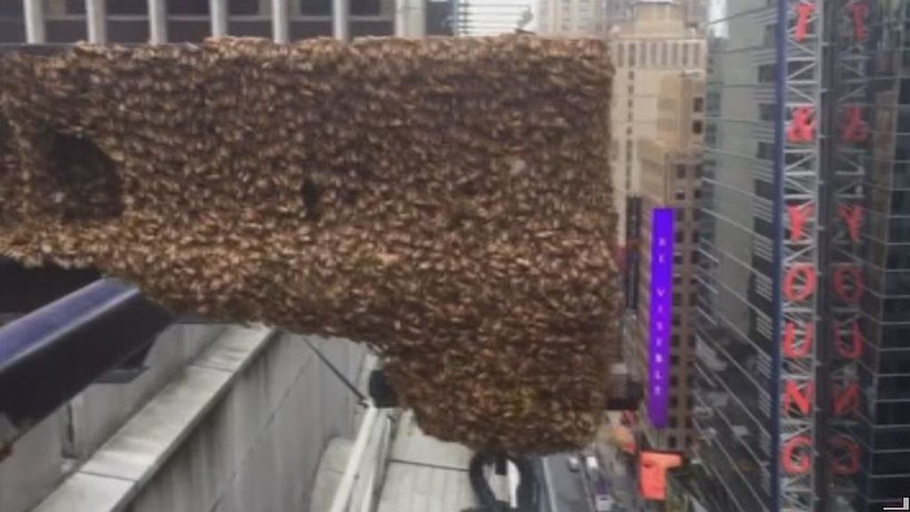 30.000 abejas eligen hacer su casa ¿en un rascacielos de Nueva York?