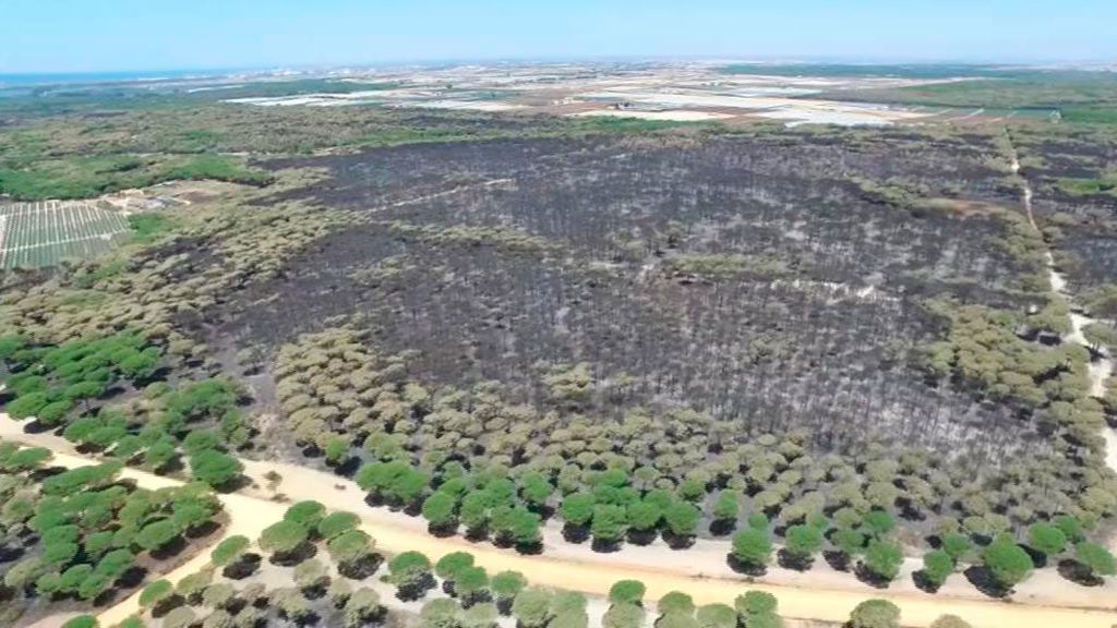 El incendio de Huelva convirtió en cenizas casi 8.500 hectáreas de monte