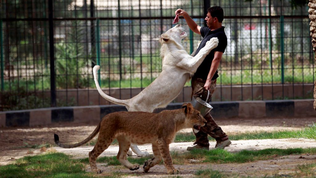 Zoológico de Al Zawra en Bagdad