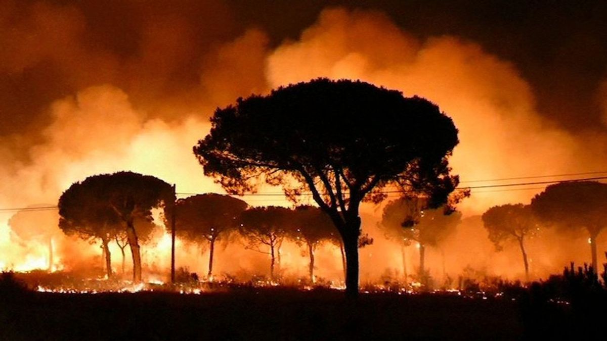 El fuego de Moguer arrasó una superficie de 8.486 hectáreas, el 78 % de la zona afectada