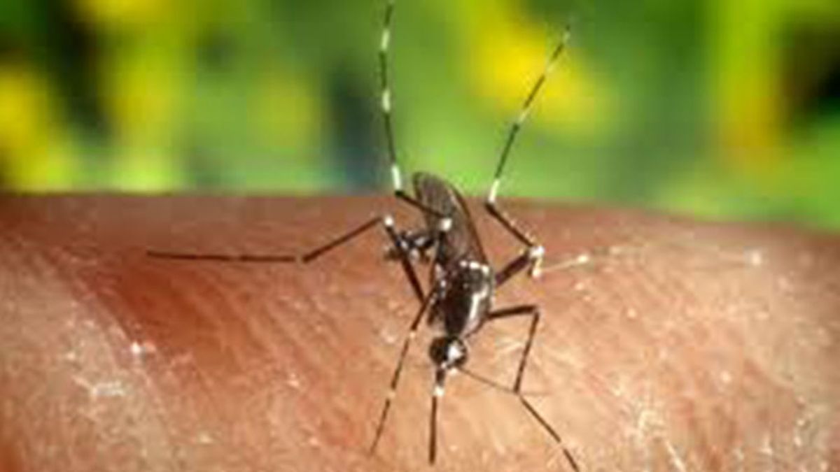El próximo Zika podría ser el Chikungunya: Síntomas a los que tienes que estar atento