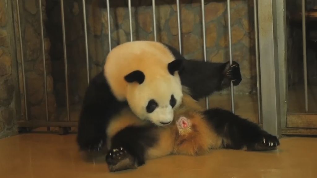 Así es el increíble momento en el que nace un bebé de oso panda