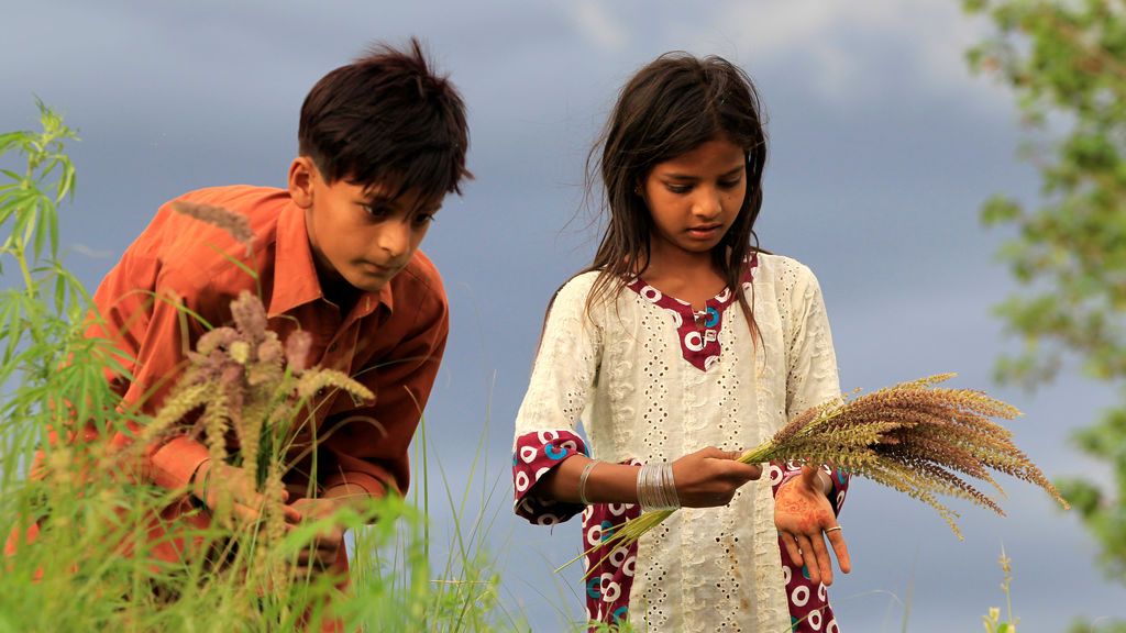 Niños recogiendo flores silvestres en Islamabad, Pakistán