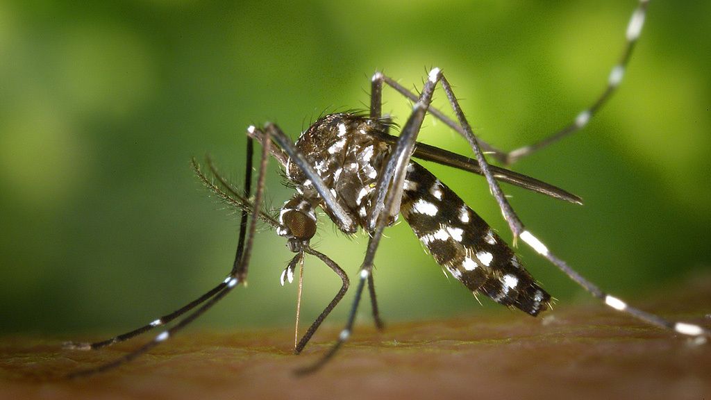Los mosquitos tigre que te chupan la sangre
