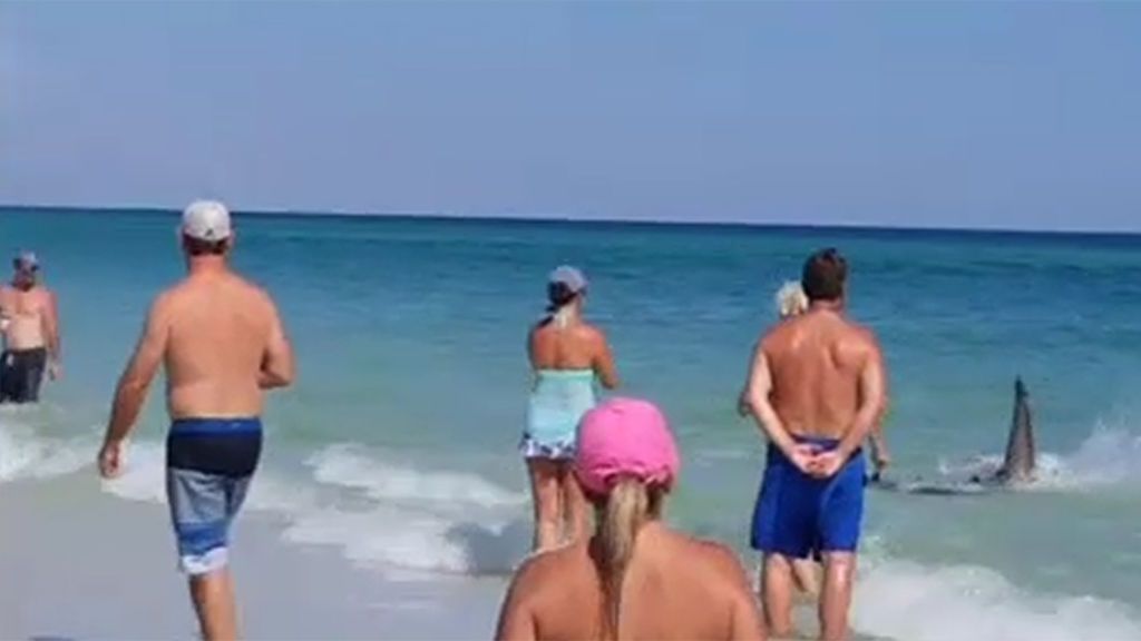 Siete tiburones siembran el pánico junto a la orilla de una playa de Florida
