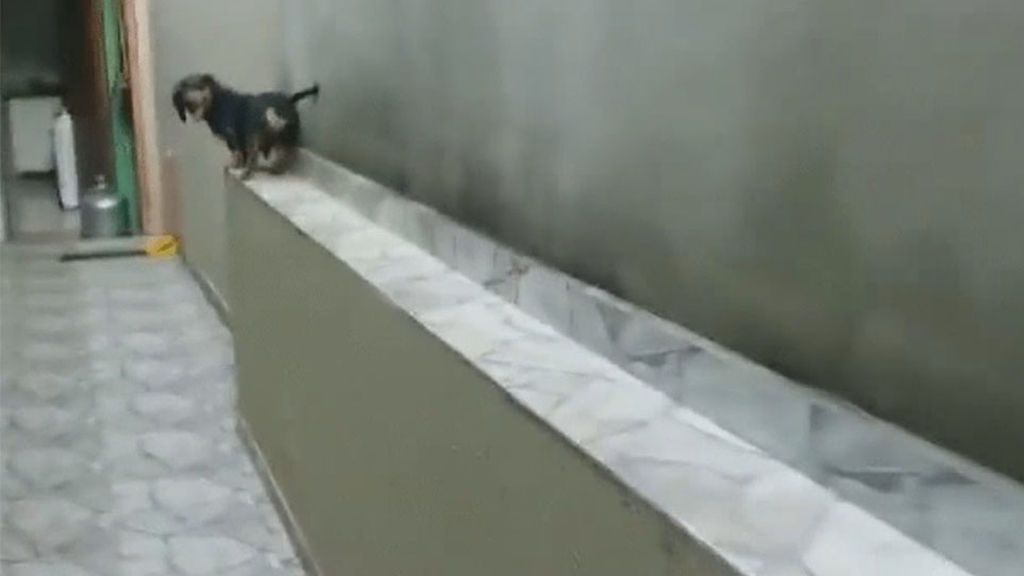 El 'Moonwalk' de este perro, fenómeno viral en la Red