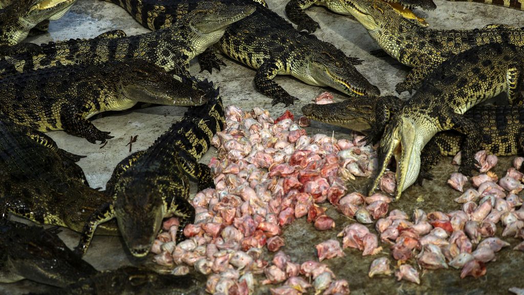 Zoológico del tigre de Sriracha en Tailandia