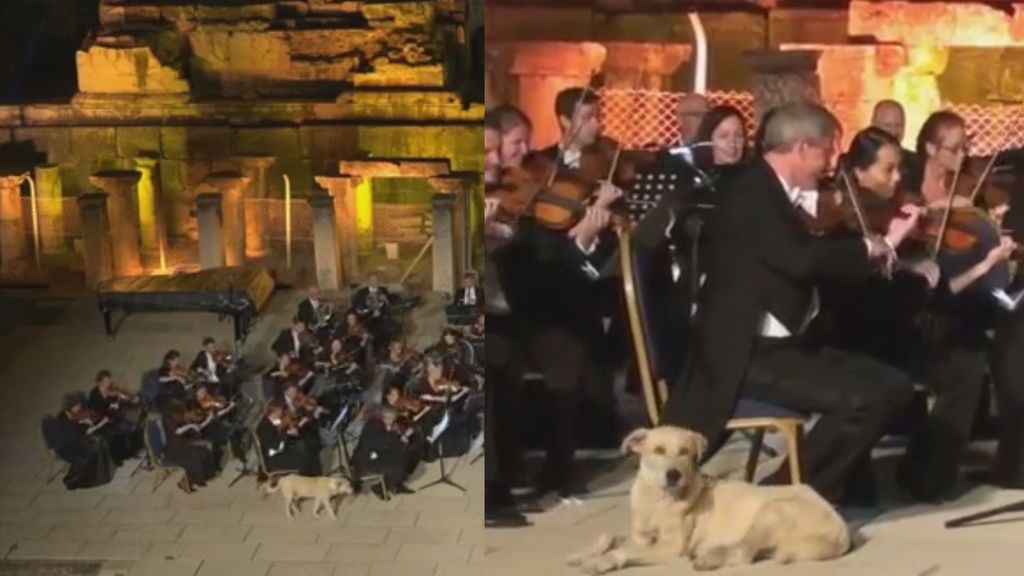 Un invitado inesperado se cuela en un concierto de la Orquesta de Cámara de Viena