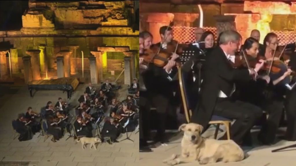 Un invitado inesperado se cuela en un concierto de la Orquesta de Cámara de Viena