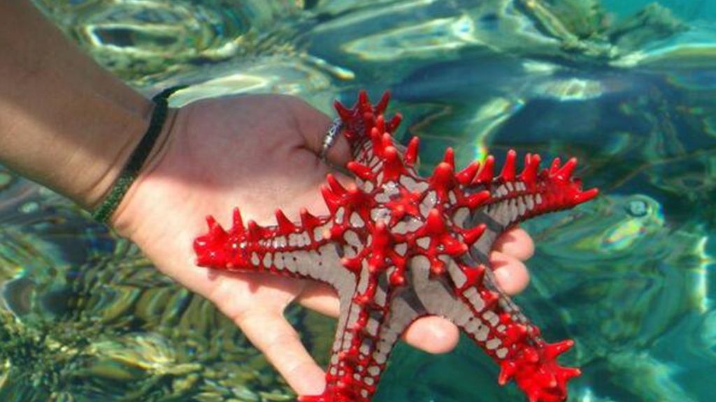 Protoreaster nodosus o la estrella de mar de chispas de chocolate