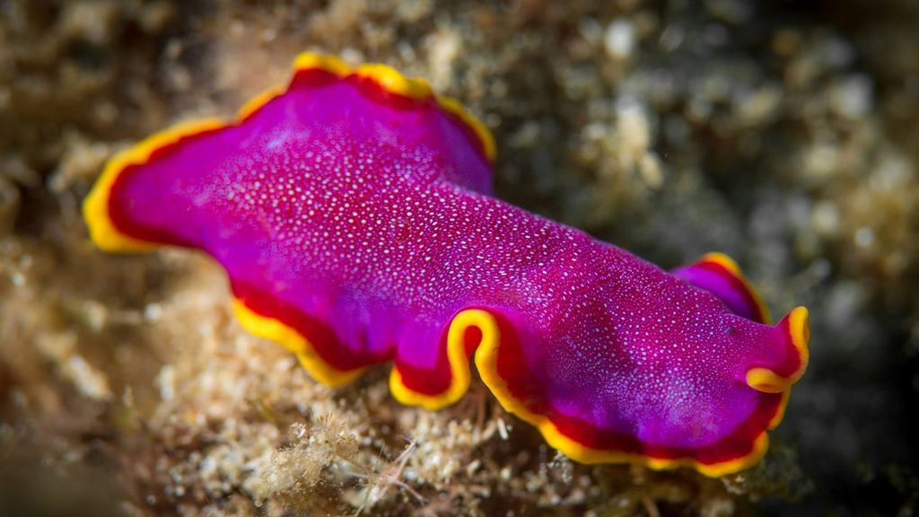 El gusano plano fucsia