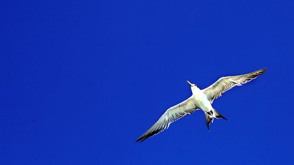Gaviota solitaria volando el cielo de Mannar en Sri Lanka