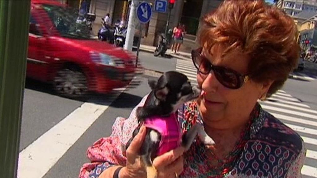 Amores perros: hay ya 6,4 millones de perros en España
