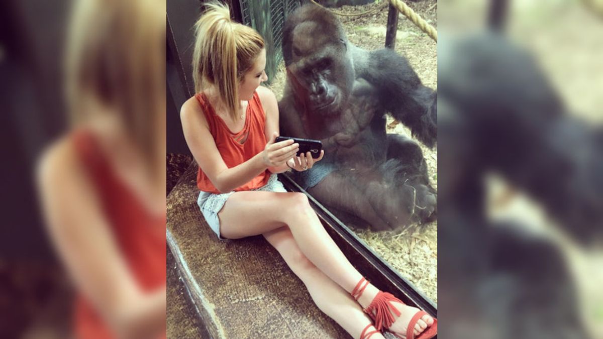 Un gorila, hipnotizado al ver a través del móvil vídeos de otros simios
