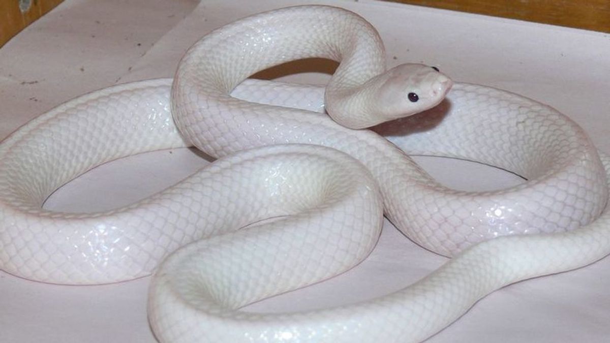 Descubren una serpiente albina con una "rara mutación"