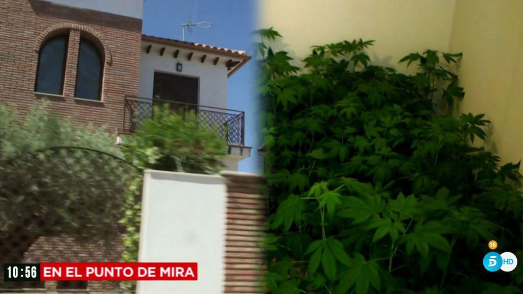 ‘En el punto de mira’ se adentra en las mansiones de la marihuana