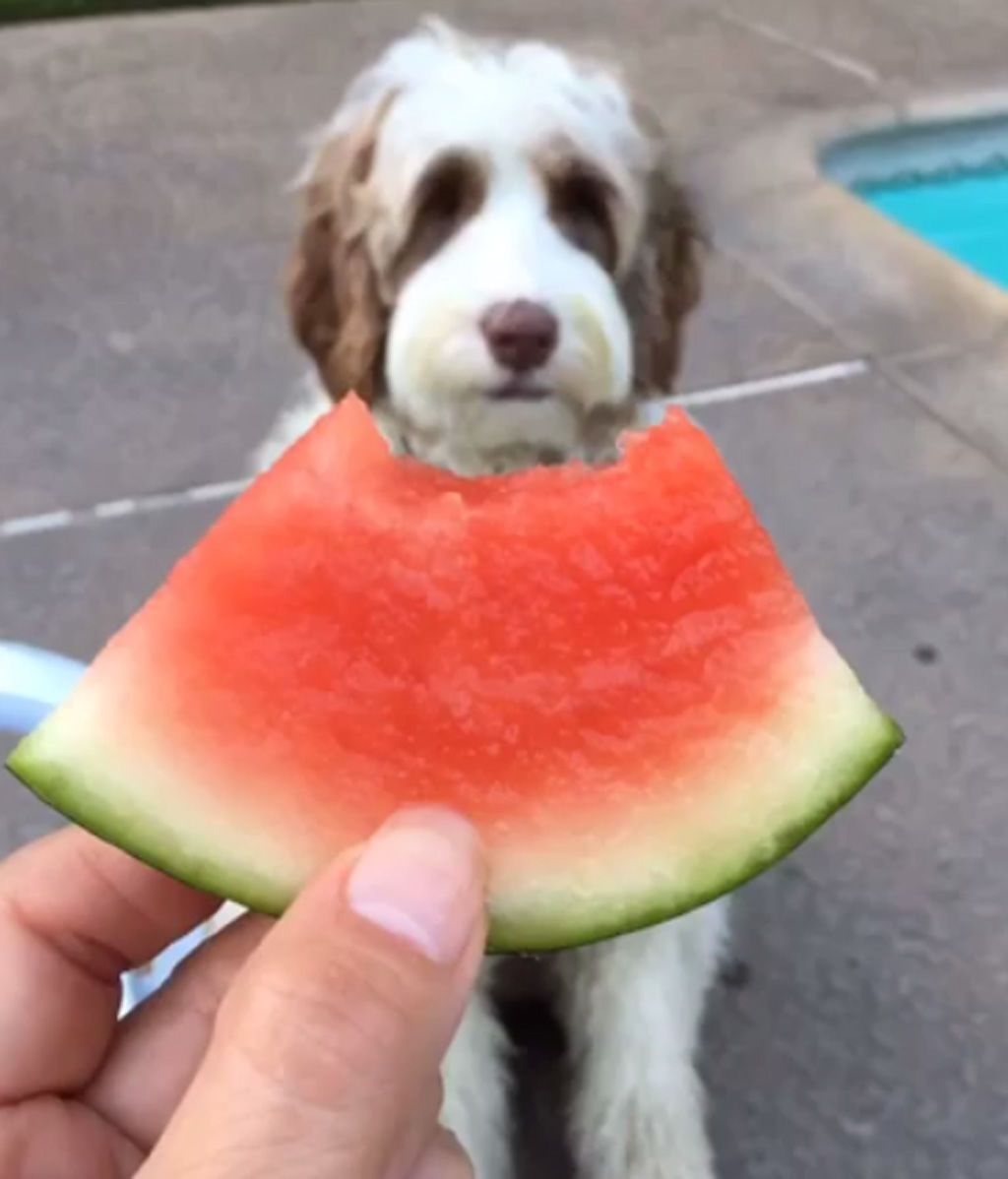perro 2