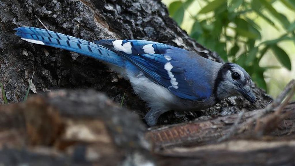 Arrendajop azul en Texas