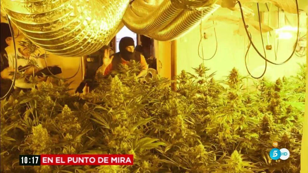 'En el punto de mira', a la caza de la marihuana de origen español
