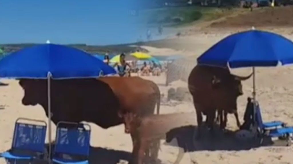 ¡Ojú, qué calor! Una vaca y su ternero se protegen del sol bajo una sombrilla en Cádiz