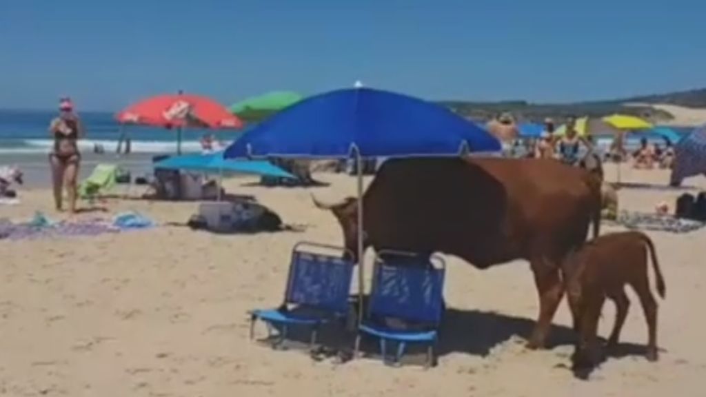 Una vaca y su ternero se apoderan de la única sombrilla vacía de una playa en Cádiz