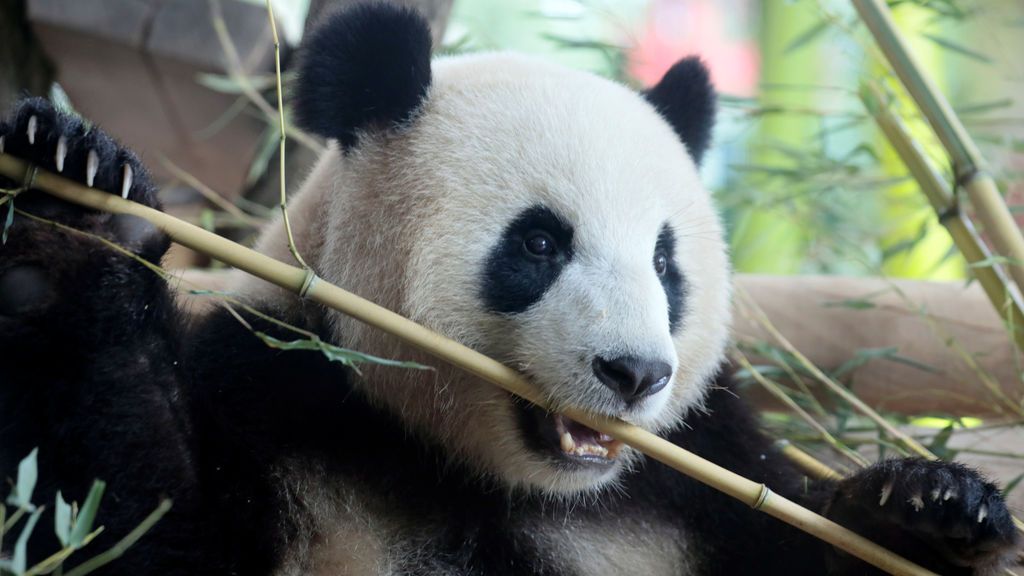 Osa panda en el zoológico de Berlín, Alemania