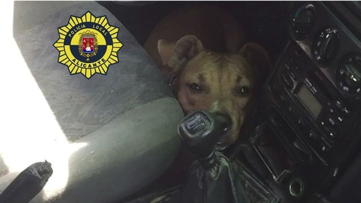 Denunciado por abandonar a su perro en un coche en Alicante a 35 grados durante horas